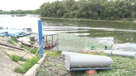 Биологи обеспокоены разрастанием краснокнижного водяного ореха на Иртыше