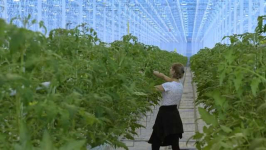 Новую теплицу мощностью 10 тысяч тонн томатов в год запустили в Павлодарской области