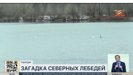 Павлодарцы наблюдают редкое для ноября явление