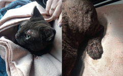 Павлодарские пожарные спасли кота из горящего здания