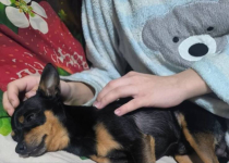 В Павлодаре школьница попала в больницу, защитив свою собаку от незнакомой женщины