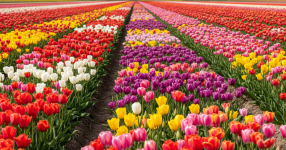 Павлодарцам рассказали о новом списке национальных символов