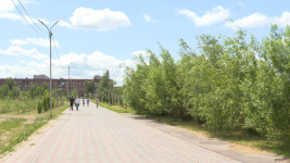 Почему в последние годы саженцы не приживаются в павлодарском парке металлургов?
