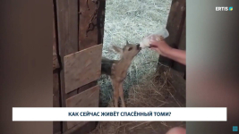 Как сейчас живет спасенный Томи?