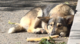 Зооволонтеры выступили против легализации эвтаназии для бродячих животных в Павлодаре