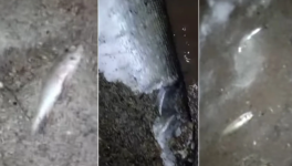 В водохранилище Шандаксор массово гибнет рыба