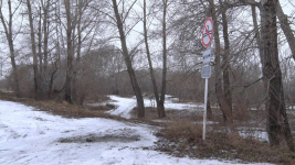 Сокращение количества бродячих собак привело к росту числа лис в Павлодаре