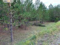 В резервате "Ертіс орманы" насчитали 120 видов птиц