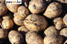 В Павлодарской области больше 800 тонн картофеля продали в обход биржи