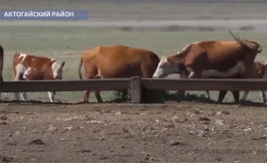 В Актогайском районе трое сельчан не могут найти земли для выпаса скота