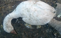 В Павлодаре за месяц погибло около 1,5 тысячи пернатых: причина неизвестна