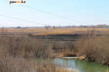 В Павлодаре начала гореть пойма, причина - человеческий фактор 