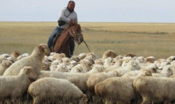 Безработные сельчане в Павлодарской области не хотят быть пастухами за 100 тысяч тенге с предоставлением жилья и питания