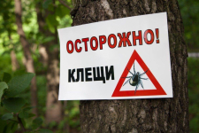Около 30 павлодарцев обратились к медикам из-за укуса клеща