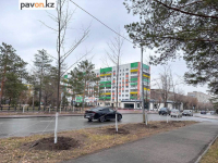 На павлодарских улицах будут высаживать липы