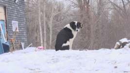 Стерилизованная собака, взятая с улицы, внезапно ощенилась в пригороде Павлодара