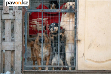 Павлодарцев приглашают помочь с уборкой в приюте для животных
