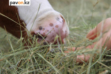 В Павлодарской области фермеры получили положенные субсидии