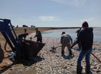 В департаменте экологии Павлодарской области озвучили итоги исследований водоема, где случился мор рыбы