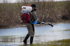 В Павлодаре продолжают обработки водоемов от гнуса