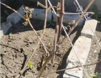 Заморозки ударили по огородам, но посевная идет по плану в Павлодарской области