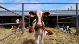 Штраф до 200 МРП: павлодарцам напомнили о правилах перевозки скота и мяса