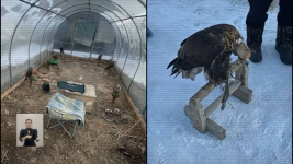 Из Павлодарской области пытались вывезти за рубеж беркутов