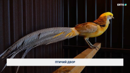 Птичий двор