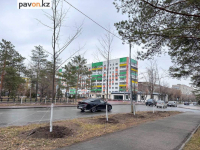 Где в этом году в Павлодаре старые деревья заменят на новые