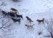 Павлодарцы чаще стали жаловаться на бродячих собак