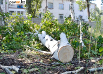 В павлодарском отделе ЖКХ рассказали, для чего в этом году в городе вырубали деревья