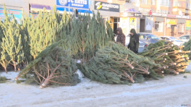 Порядка 7 тысяч живых елок завезли в Павлодарскую область