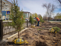 В Павлодаре почти 15 тысяч деревьев из 20 тысяч запланированных высадят на территории Спорт сити