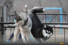 В акимате Павлодара пообещали, что пока не найдут новый участок для выгула собак, площадку около 19 школы не демонтируют