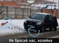 Павлодарку, которая выкинула из своего автомобиля кошку, привлекли к административной ответственности