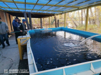 Почти сто тысяч сеголеток карпа выпустят до конца сентября в озера Баянаульского района