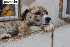 Нужны новые будки: павлодарские зооволонтеры просят горожан помочь стройматериалами