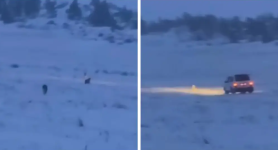 Погоня авто за семейством рысей попала на камеру в Баянаульском нацпарке