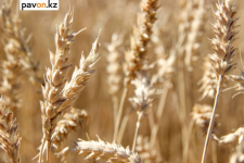 В сельской зоне Экибастуза завершается уборка урожая