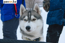 В Павлодаре из-за сильных морозов перенесли соревнования по ездовому спорту