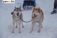 В пригороде Павлодара пройдут соревнования по ездовому спорту