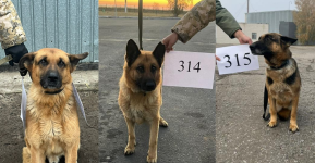 Павлодарцы могут подарить дом служебным собакам, списанным из-за возраста