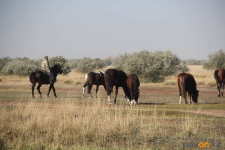 Только половину похищенного скота удалось вернуть владельцам в Павлодарской области