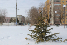 Павлодарцам пообещали высадить в этом году 20 тысяч саженцев