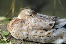 Птичья болезнь    