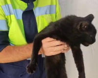 Павлодарские дорожники спасли кошку, выброшенную в уличный туалет