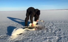 В Павлодаре сельский житель спас двух лебедей, оставшихся в сильный мороз