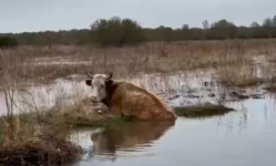 В Павлодаре спасатели пришли на помощь корове, угодившей в западню