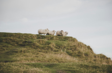 Туши мертвых баранов обнаружили у моста в Павлодаре