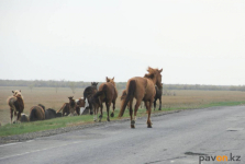 Владелец крестьянского хозяйства в Павлодарской области возместил государству 350 тысяч тенге за поиск его скота